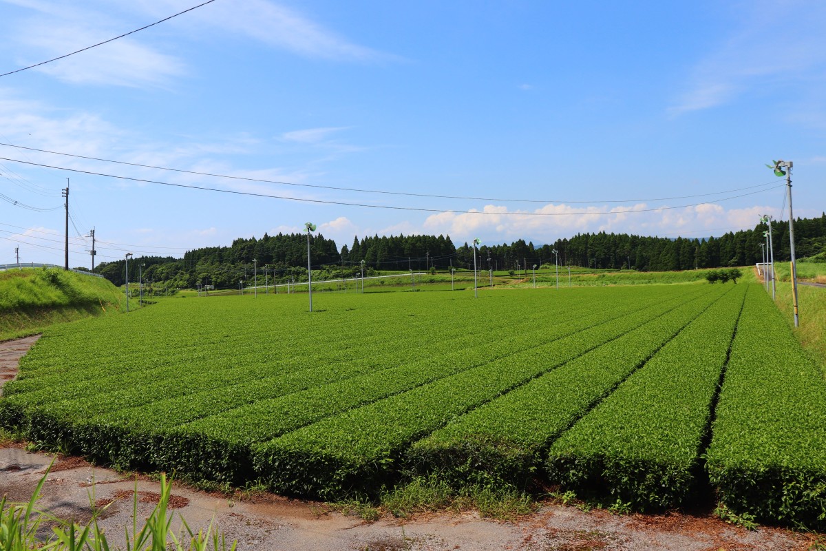 公式ホームページを開設しました